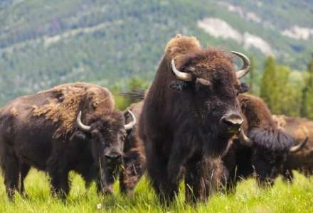 Cea mai mare ferma de bizoni din Europa, deschisa la Cluj. Investitia: 1,5 mil. euro