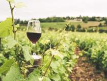 Vinul ecologic: cum se obține...