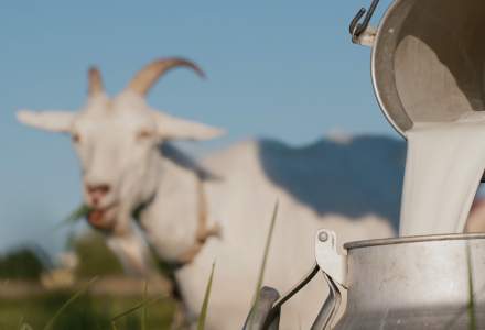 Cercetătorii turci: O proteină din laptele de capră ar putea fi folosită la combaterea COVID-19