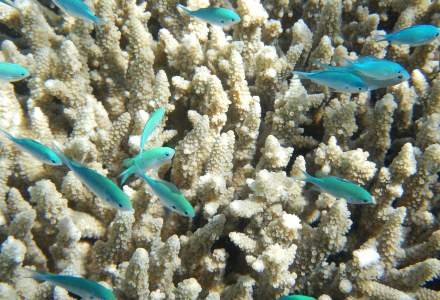Marea Barieră de Corali, în stare gravă din cauza încălzirii globale