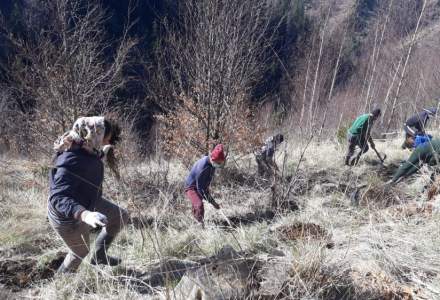 Zentiva plantează 20.000 de arbori pentru a reface o zonă din Munții Făgăraș