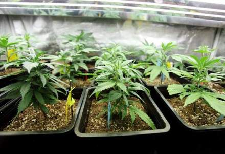 Liber la droguri: autoritatile din Uruguay dezvaluie cum va putea fi cultivata, vanduta si consumata marijuana