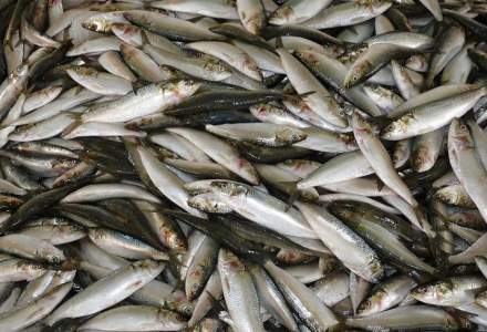 Tone de peşte confiscate de poliţişti în urma unei acţiuni împotriva pescuitului ilegal în Delta Dunării