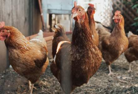 Japonia va sacrifica 1 milion de găini după confirmarea unui focar de gripă aviară