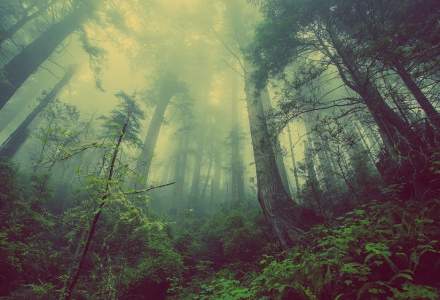 Reprezentant WWF: România îşi vinde pădurile pe un volum estimat grosier