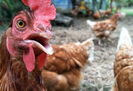 Din cauza unui focar de gripă aviară, Suedia trebuie să sacrifice 1,3 milioane de pui