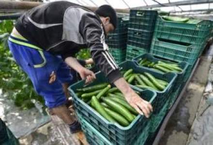 Peste 200 de fermieri romani vor livra 10.000 de tone de legume proaspete in marile lanturi de magazine