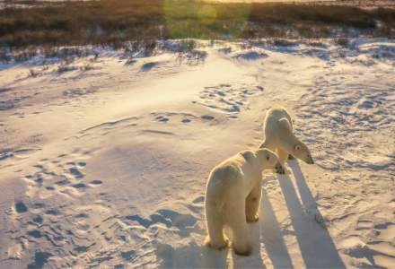 Cât de mult sunt afectați urșii polari de topirea ghețarilor