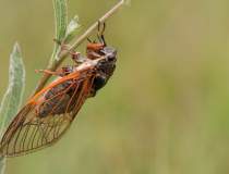SUA: Un roi imens de cicade...