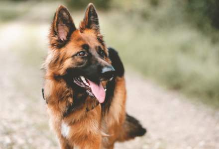 Câinii polițiști | Povestea celor mai eficienți agenți și a celui care vrea să îi readucă în prim-plan