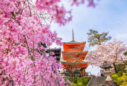 Cireșii din Japonia au înflorit mult mai devreme, semn îngrijorător al încălzirii globale