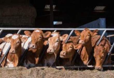 Arabia Saudita stopeaza importurile de bovine din Romania din cauza bolii vacii nebune