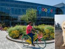 Google își recheamă angajații...