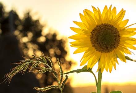 România rămâne și în 2020 cel mai mare producător de floarea-soarelui din UE