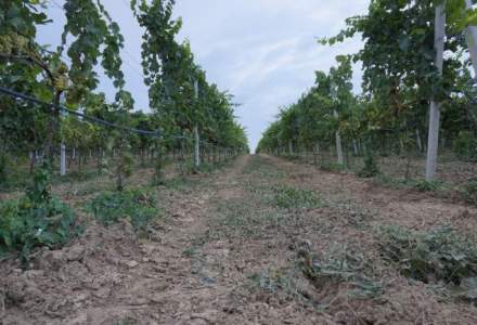 Vizita in crama Liliac din Transilvania: cum va fi vinul din 2014, un an cu multa ploaie
