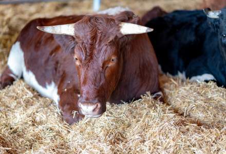 Pot fi sau nu deschise târgurile de animale în România? Ce spune ministrul Agriculturii