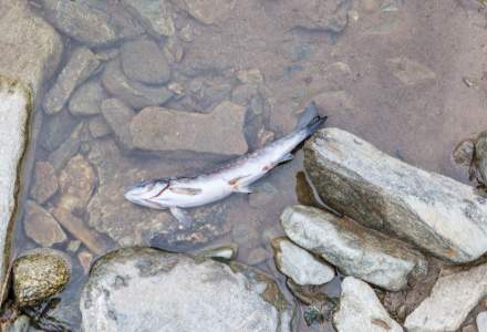Dezastru ecologic pe râul Bicaz, toți peștii au murit după ce au fost otrăviți cu amoniac
