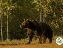 Cel mai mare urs din România...