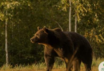 Europarlamentarul Nicu Ștefănuță a sesizat Comisia Europeană în legătură cu ursul împușcat