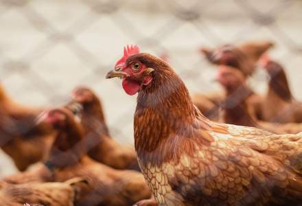 Autoritățile au interzis comerțul ambulant cu păsări, după ce s-a confirmat un focar cu gripă aviară în județul Mureș
