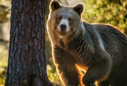 Cazul ursului Arthur, în vizorul Comisiei Europene. Ce spune comisarul european pentru Mediu
