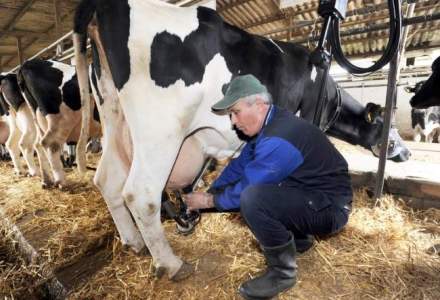 Creste cantitatea de lapte de vaca preluata de procesatori de pe plan local si scad importurile