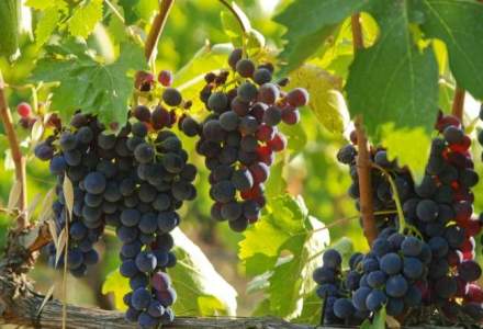 Peste 220.000 de sticle de vin contrafacut au fost confiscate in Italia