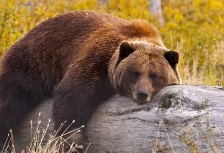 Atacurile urșilor s-au înmulțit. Neagu, APM: Am ajuns grădina zoologică a României și a Europei