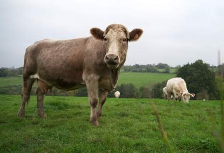 Dragnea: China a depasit suspiciunile privind boala vacii nebune