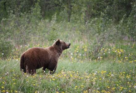 Ministerul Mediului vrea să modifice legislația: urșii agresivi ar putea fi împușcați în 24 de ore