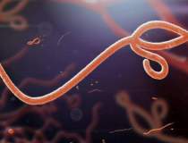 Ipoteza terifianta: Ebola,...