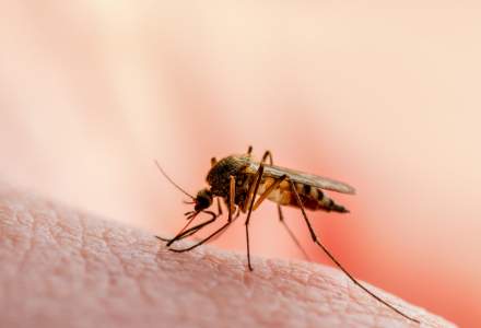 Capitala, infestată de țânțari care pot transmite boli grave bucureștenilor