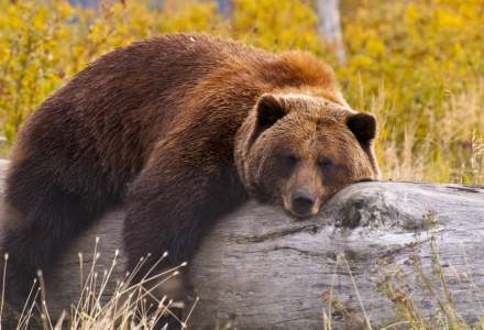 Ministrul Mediului vrea ”intervenție graduală” în cazul urșilor