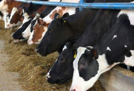 Boala limbii albastre blocheaza exporturilede bovine si ovine vii in UE