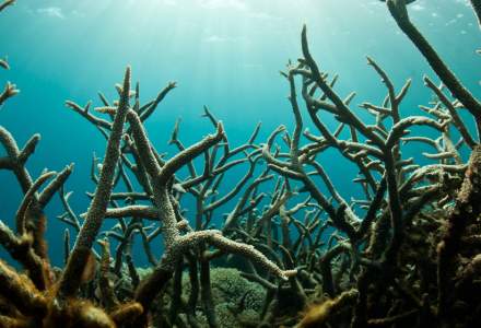 ”Zonele moarte” din oceane: noul motiv de îngrijorare al oamenilor de știință