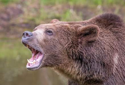 Top cele mai grave atacuri ale urșilor din România în 2021