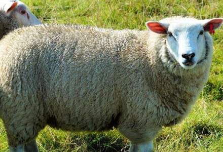 Oierii au ramas cu 1 milion de oi nevandute din cauza bolii limbii albastre, pierzand 80 mil. euro