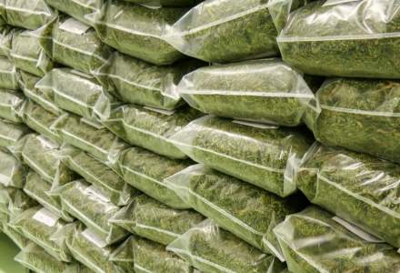 PSD vrea să legalizeze marijuana în scopuri medicinale