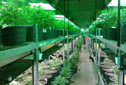 10 lucruri surprinzatoare despre "marijuana" legala