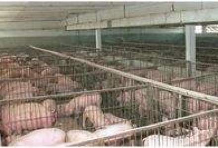 Carnea de porc din R.Moldova are interzis in Rusia