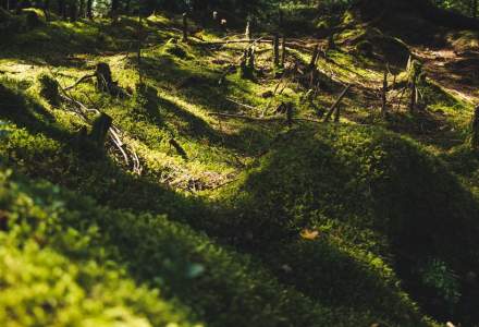 Comisia Europeană va aloca 1 miliard de euro pentru a proteja pădurile din întreaga lume
