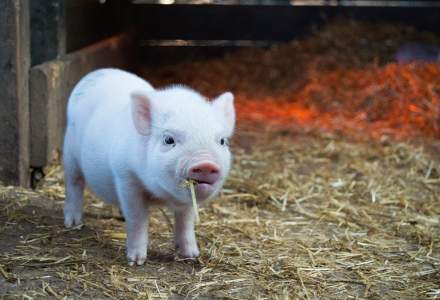 Nicu Vasile, Ligia Asociaţiilor Producătorilor Agricoli din România: Prețul cărnii de porc ar putea crește cu 20% în acest an