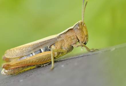 Comisia Europeană a dat undă verde pentru a doua insectă care poate fi consumată ca aliment