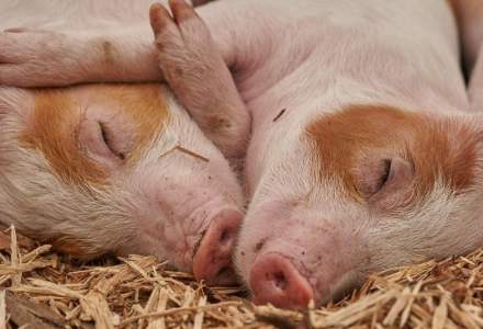 Ponea, ANSVSA: Sunt 20.000 de samsari care vând ilegal sute de porci și împrăștie pesta porcină