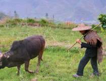 Un cioban din China s-a...