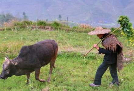 Un cioban din China s-a "impiedicat" de o pepita de aur de 7,8 kg