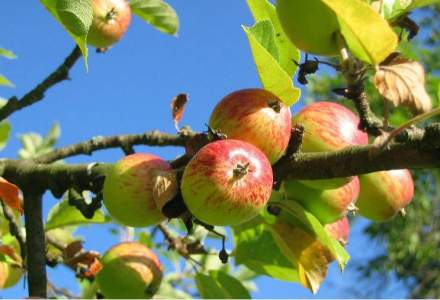 Rusia ridica partial embargoul impus importurilor de mere din Republica Moldova