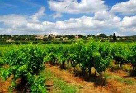 Vinurile de Bordeaux, afectate de criza