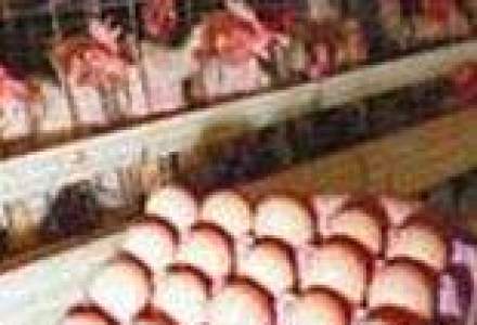 Crescatorii de pasari promit ca ouale nu se vor scumpi de Paste