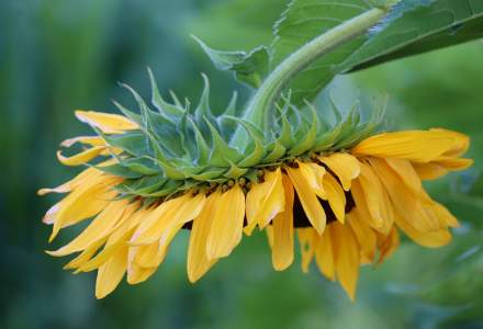 Ucraina, cel mai mare producător mondial de floarea soarelui, ar putea avea o recoltă mai mică cu 42%